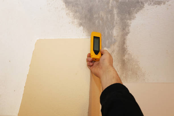 Best Mold-Related Health Consultation  in Mount Vernon, IA