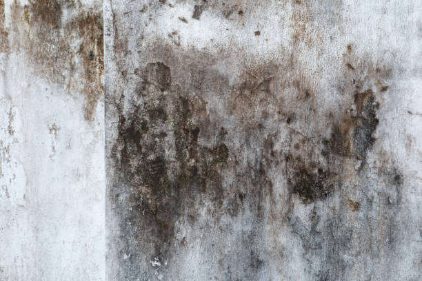Best Forensic Mold Investigation  in Mount Vernon, IA