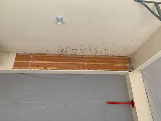 Best Commercial Mold Inspection  in Mount Vernon, IA