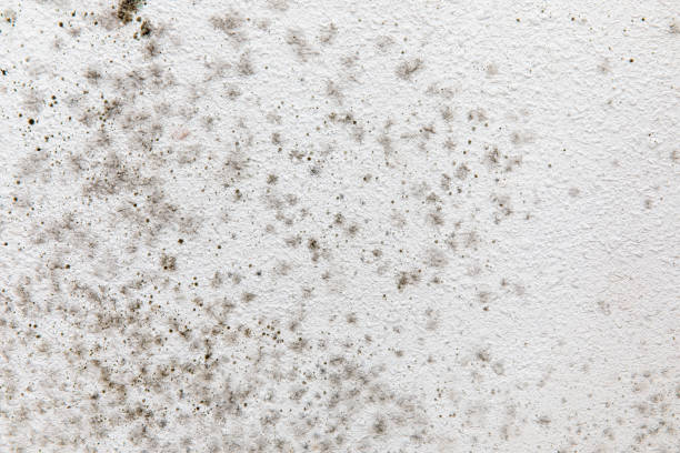 Best Mold Damage Restoration  in Mount Vernon, IA