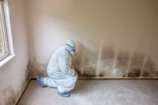 Best Mold Prevention Services  in Mount Vernon, IA